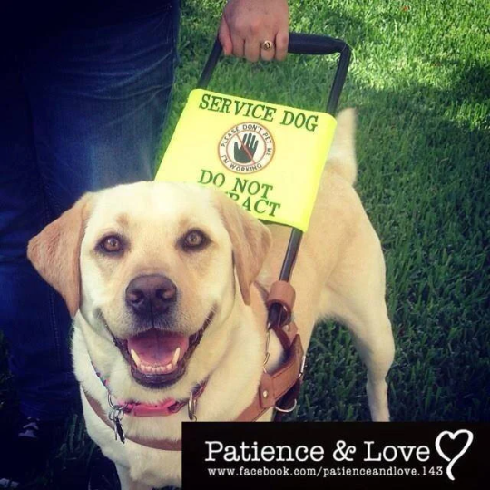 Guide Dog Please Ignore with No Touching No Talking No Eye Contact patch Harness Sign, Custom Embroidered