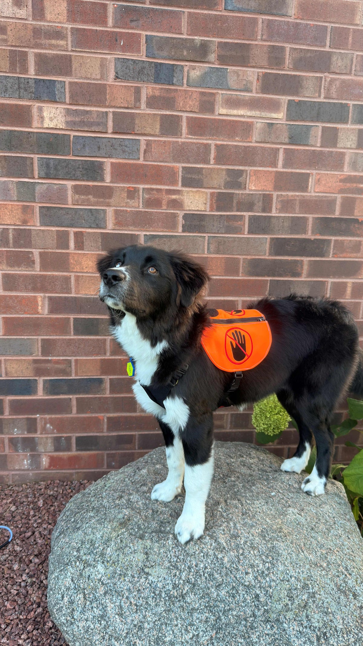Orbit Vest - Dual‑Use Cape / Y‑Front Vest