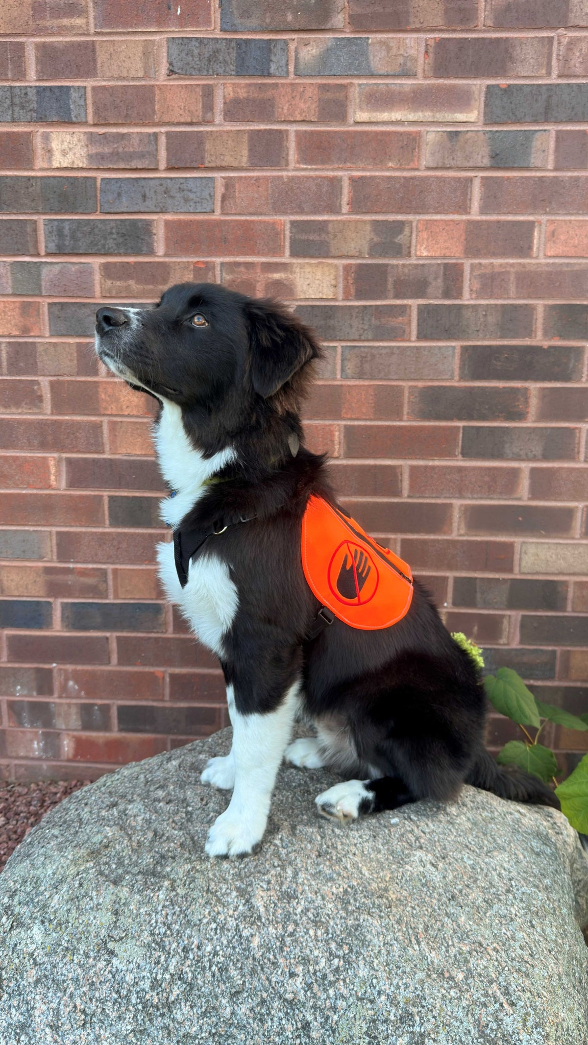 Orbit Vest - Dual‑Use Cape / Y‑Front Vest