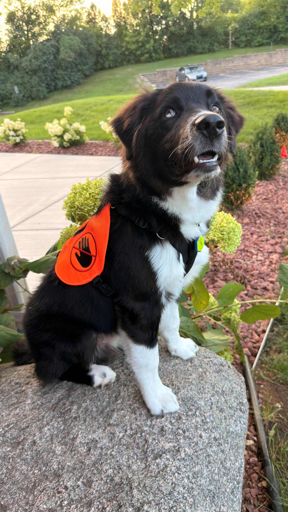 Removable Y‑Front Chest Plate (Patience & Love Orbit Vests and Convertibles)
