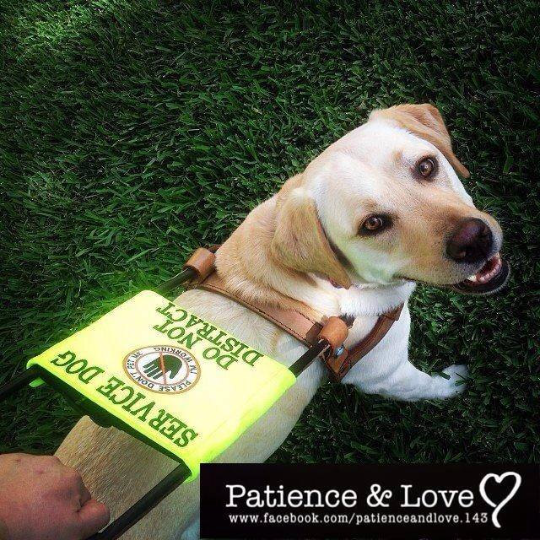 Ready to Ship - Guide Dog Harness Sign - #3935 - 2023 PREMADE