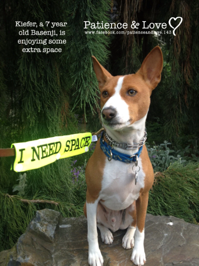 Picture is of Kiefer, a 7 year old Basenji.  His leash has a yellow leach sleeve clipped around it.  The sleeve says I NEED SPACE.